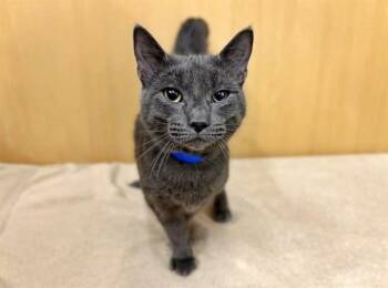BEANS -  Domestic Short Hair Cat for Adoption in Brentwood, Missouri - BEANS | PetCurious