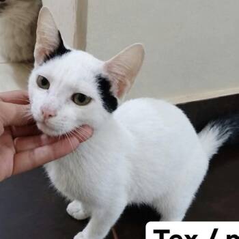 Panda L -  Turkish Van and Domestic Long Hair Cat for Adoption in Brampton, Ontario - Panda L | PetCurious