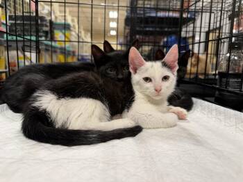 Joja (BC) -  Domestic Short Hair Cat for Adoption in Powdersville, South Carolina - Joja (BC) | PetCurious