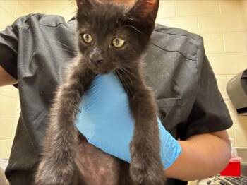 Raaj -  Domestic Short Hair Cat for Adoption in Westland, Michigan - Raaj | PetCurious