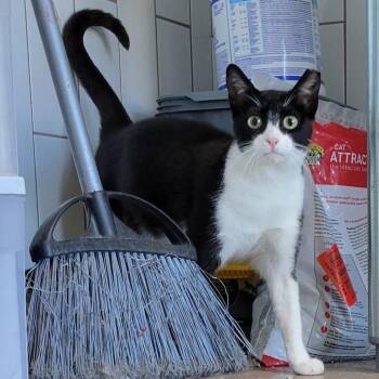 Domestic Short Hair Cats Available for Adoption - Honey | PetCurious