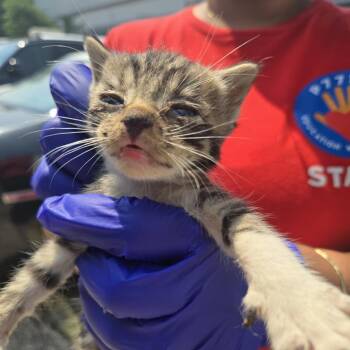 Sansa -  Domestic Short Hair Cat for Adoption in Newark, New Jersey - Sansa | PetCurious