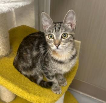 Rescue Tabby Cats for Adoption in Westlake Village, California - June | PetCurious