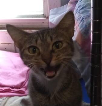 Hazel -  Domestic Short Hair Cat for Adoption in PORT WENTWRTH, Georgia - Hazel | PetCurious