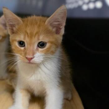 Doubloon -  Domestic Short Hair Cat for Adoption in Phoenix, Arizona - Doubloon | PetCurious