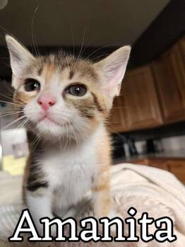 Domestic Short Hair Cats Available for Adoption in Hillsboro, Ohio - Amanita | PetCurious