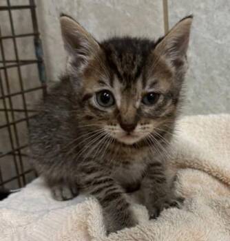 Timmy -  Domestic Short Hair Cat for Adoption in Honolulu, Hawaii - Timmy | PetCurious