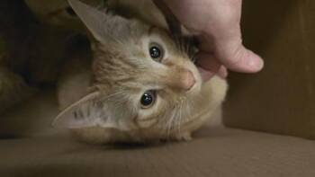Fuzzies Tacos -  Domestic Short Hair Cat for Adoption in Wichita, Kansas - Fuzzies Tacos | PetCurious