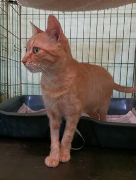 Domestic Short Hair Cats Available for Adoption in San Juan, San Juan - Blondie | PetCurious