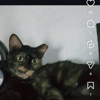 Delilah -  Tortoiseshell Cat for Adoption in Lakewood, California - Delilah | PetCurious