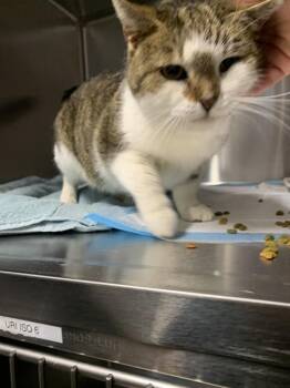 Domestic Short Hair Cats Available for Adoption - AMBER LEE | PetCurious