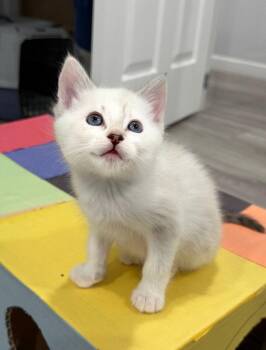 Siamese and Domestic Short Hair Cats Available for Adoption in Campbell, California - Bear | PetCurious