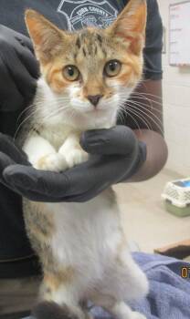 (649) -  Domestic Short Hair Cat for Adoption in Marietta, Georgia - (649) | PetCurious