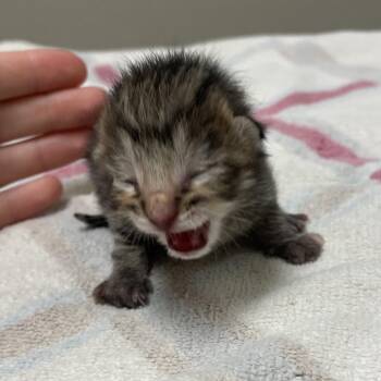 Tasmania -  Domestic Short Hair Cat for Adoption in Bristol, Indiana - Tasmania | PetCurious