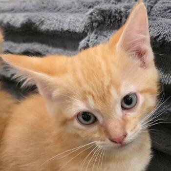 Grouper -  Domestic Short Hair Cat for Adoption in Council Bluffs, Iowa - Grouper | PetCurious