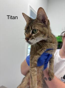 Titan -  Domestic Short Hair Cat for Adoption in Cambridge, Maryland - Titan | PetCurious