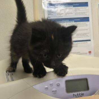 California 26-176 -  Domestic Medium Hair Cat for Adoption in Tawas City, Michigan - California 26-176 | PetCurious