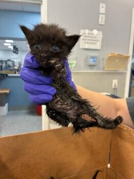 MAVIS -  Domestic Medium Hair Cat for Adoption in Palmetto, Florida - MAVIS | PetCurious