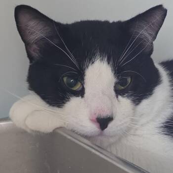 Abraham -  Domestic Short Hair Cat for Adoption - Abraham | PetCurious