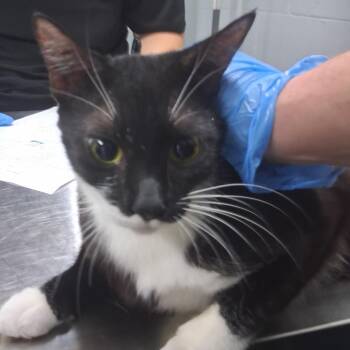 Satin -  Domestic Short Hair Cat for Adoption in Summerville, South Carolina - Satin | PetCurious