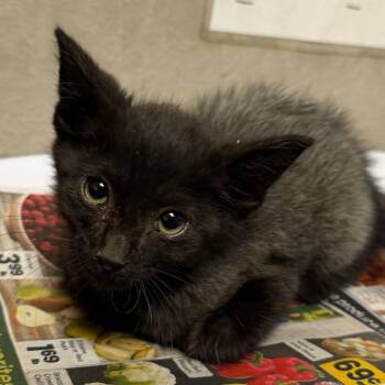 Dawn -  Domestic Medium Hair Cat for Adoption in Yuma, Arizona - Dawn | PetCurious