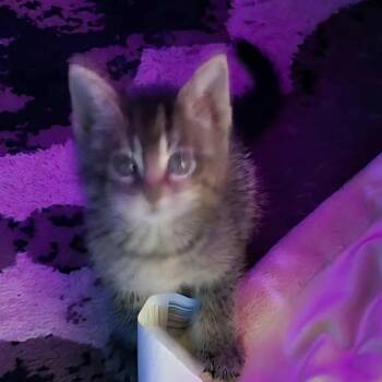 Domestic Short Hair Cats Available for Adoption - Wheaties | PetCurious