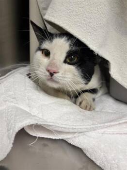 Jean-Talon -  Domestic Short Hair Cat for Adoption in Montreal, Quebec - Jean-Talon | PetCurious