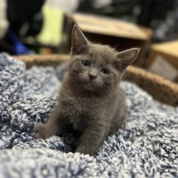 Andy -  Domestic Short Hair Cat for Adoption in Fayetteville, Arkansas - Andy | PetCurious