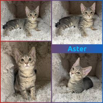 Aster -  Domestic Short Hair Cat for Adoption in Windy Hills, Kentucky - Aster | PetCurious