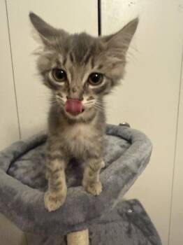 Domestic Medium Hair Cats Available for Adoption in Frisco, Texas - Mark | PetCurious