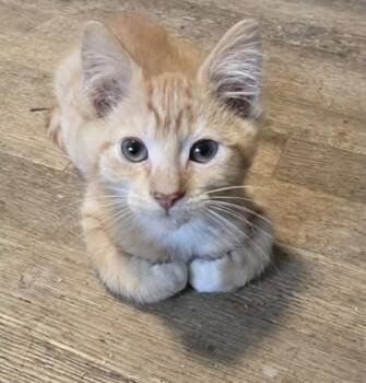 Loiter -  Domestic Short Hair Cat for Adoption in Eugene, Oregon - Loiter | PetCurious