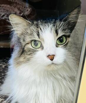 Camelot -  Domestic Medium Hair and Domestic Short Hair Cat for Adoption in Savannah, Georgia - Camelot | PetCurious