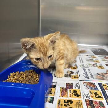 Stray - River Oaks Pkwy -  Domestic Short Hair Cat for Adoption in Roxboro, North Carolina - Stray - River Oaks Pkwy | PetCurious