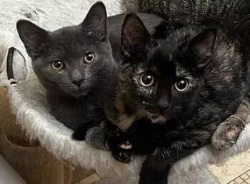 Rescue Domestic Short Hair Cats for Adoption in Evanston, Illinois - Scary Spice | PetCurious
