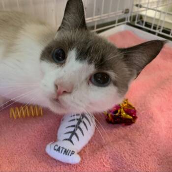 Rescue Domestic Short Hair Cats for Adoption in Harrisonburg, Virginia - Rainbow | PetCurious