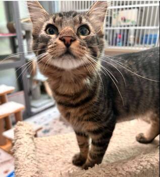 Thor -  Domestic Medium Hair Cat for Adoption in Fort Worth, Texas - Thor | PetCurious