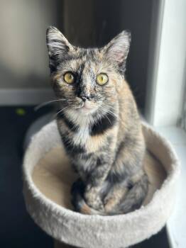 Tortoiseshell Cats Available for Adoption - Pothole | PetCurious