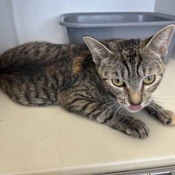 Willa -  Domestic Short Hair Cat for Adoption in Monroe, Michigan - Willa | PetCurious