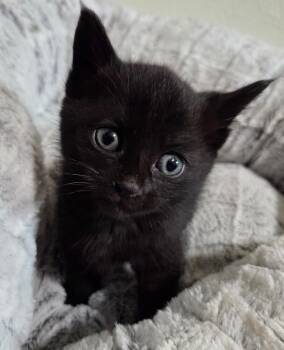 Domestic Medium Hair Cats Available for Adoption in Calimesa, California - Basil | PetCurious