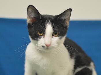 Mambo -  Domestic Short Hair Cat for Adoption in Portland, Oregon - Mambo | PetCurious