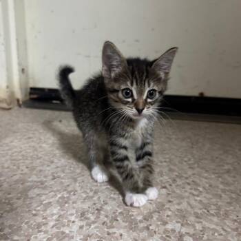 Domestic Medium Hair Cats Available for Adoption in Buellton, California - Gaby | PetCurious