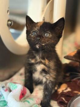 Domestic Short Hair Cats Available for Adoption in Detroit, Michigan - Betty Spaghetti | PetCurious