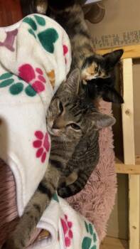 Rescue Domestic Short Hair Cats for Adoption in Saint Albans City, Vermont - Boots | PetCurious
