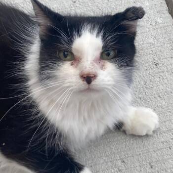 Captain -  Domestic Short Hair Cat for Adoption in Buffalo, Wyoming - Captain | PetCurious
