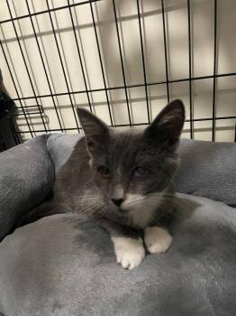 Tahani -  Domestic Short Hair Cat for Adoption in Raleigh, North Carolina - Tahani | PetCurious