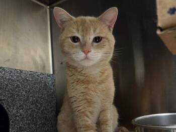 Domestic Short Hair Cats Available for Adoption - FANTA | PetCurious