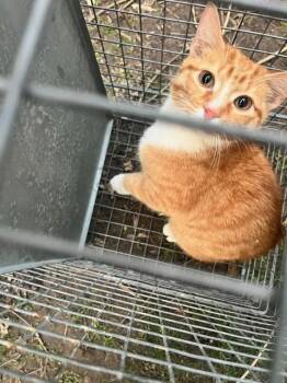 Domestic Short Hair Cats Available for Adoption - GEORGE FOREMAN | PetCurious