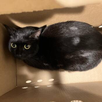 Hemlock -  Domestic Short Hair Cat for Adoption in Tampa, Florida - Hemlock | PetCurious