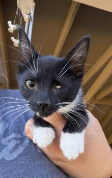 Shimmer -  Domestic Medium Hair Cat for Adoption in Sonora, California - Shimmer | PetCurious