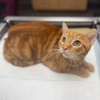 Barb -  Domestic Short Hair Cat for Adoption in Sarasota, Florida - Barb | PetCurious